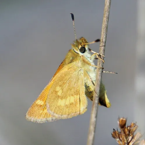 Woodland Skipper - photo 5