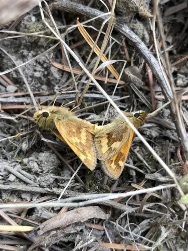Woodland Skipper - photo 6