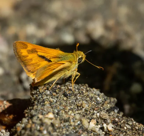 Woodland Skipper - photo 7