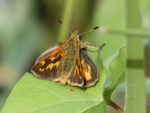 Woodland Skipper - photo 8