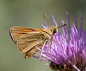 Yuma Skipper - Hodges#4057