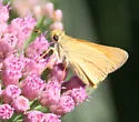Yuma Skipper - Hodges#4057 - photo 2
