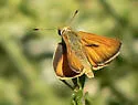 Yuma Skipper - Hodges#4057 - photo 3