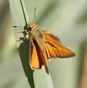 Yuma Skipper - Hodges#4057 - photo 4
