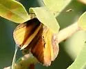 Yuma Skipper - Hodges#4057 - photo 5