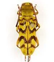 Ochraethes citrinus - Ochraethes citrinus