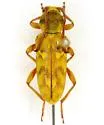Ochraethes citrinus - photo 2