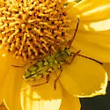 Ochraethes citrinus - photo 4