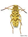 Ochraethes citrinus - photo 5