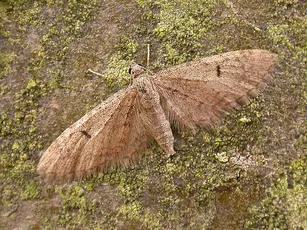 Ochreous Pug - Eupithecia indigata
