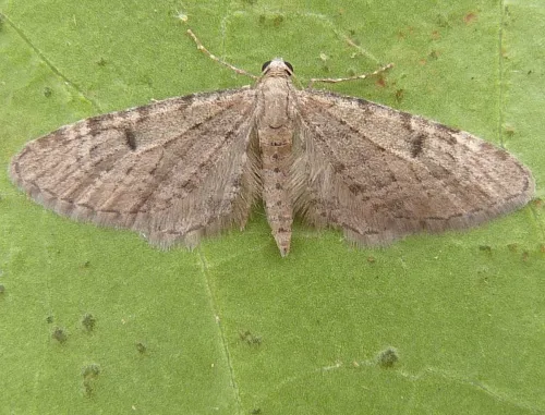 Ochreous Pug - photo 2