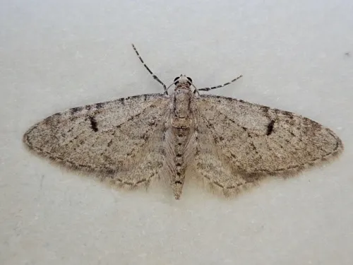 Ochreous Pug - photo 3