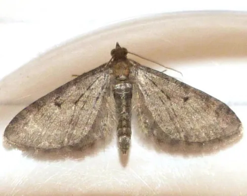 Ochreous Pug - photo 6