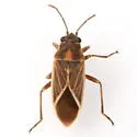Ochrimnus carnosulus - photo 3