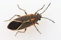 Ochrimnus carnosulus - photo 4