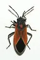Ochrimnus foederatus