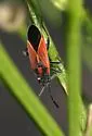 Ochrimnus foederatus - photo 2