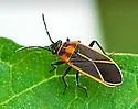 Ochrimnus lineoloides
