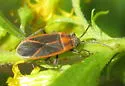 Ochrimnus lineoloides - photo 2