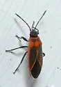 Ochrimnus lineoloides - photo 3