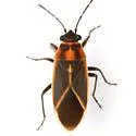 Ochrimnus lineoloides - photo 4