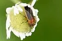 Ochrimnus lineoloides - photo 5