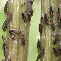 Ochrimnus (Phaeochrimnus) mimulus