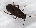 Ochrimnus (Ochrimnus) tripligatus
