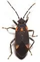 Ochrimnus (Ochrimnus) tripligatus - photo 2