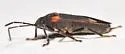 Ochrimnus (Ochrimnus) tripligatus - photo 3