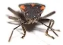 Ochrimnus (Ochrimnus) tripligatus - photo 4