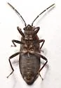 Ochrimnus (Ochrimnus) tripligatus - photo 5