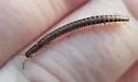Ochrogramma bentona
