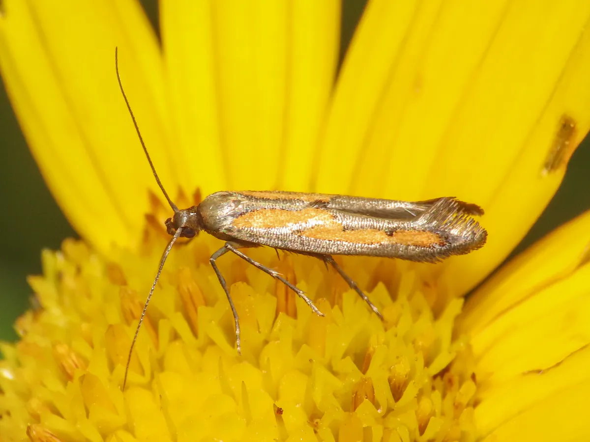 Ochromolopis ictella - photo 3