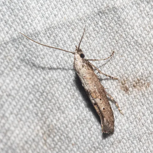 Ochromolopis ramapoella - Hodges#2334