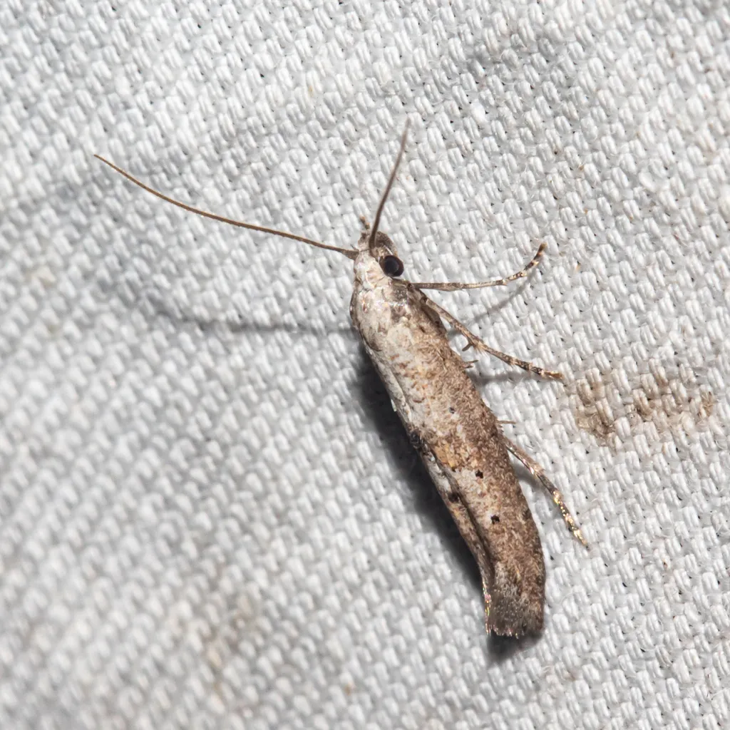 Ochromolopis ramapoella - Hodges#2334 - photo 2