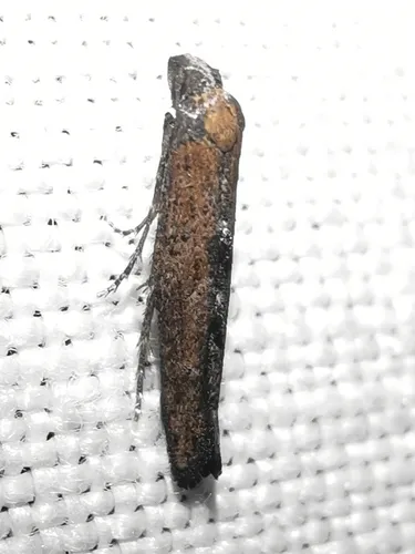 Ochromolopis staintonellus