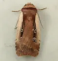 Flame-shouldered Dart - Hodges#10891