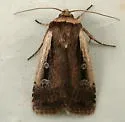 Flame-shouldered Dart - Hodges#10891 - photo 2