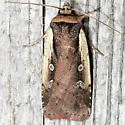 Flame-shouldered Dart - Hodges#10891 - photo 3