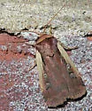 Flame-shouldered Dart - Hodges#10891 - photo 4