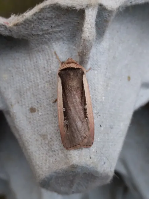 Radford's Flame Shoulder - photo 6