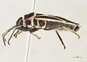 Ochrostomus pulchellus - photo 2