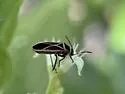 Ochrostomus pulchellus - photo 4