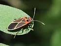 Ochrostomus uhleri