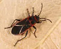 Ochrostomus uhleri - photo 3