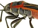 Ochrostomus uhleri - photo 4