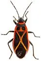 Ochrostomus uhleri - photo 5