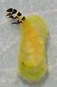 Ochrotrichia tenuata