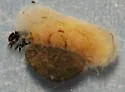 Ochrotrichia tenuata - photo 4